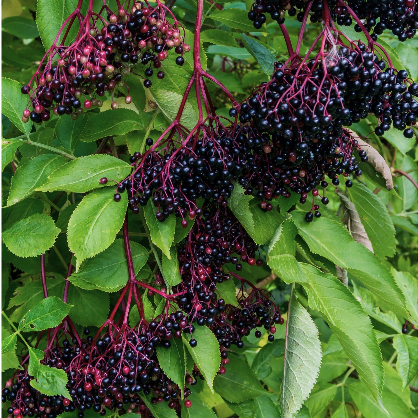 ELDERBERRIES ORGANIC 200g Sambucus nigra