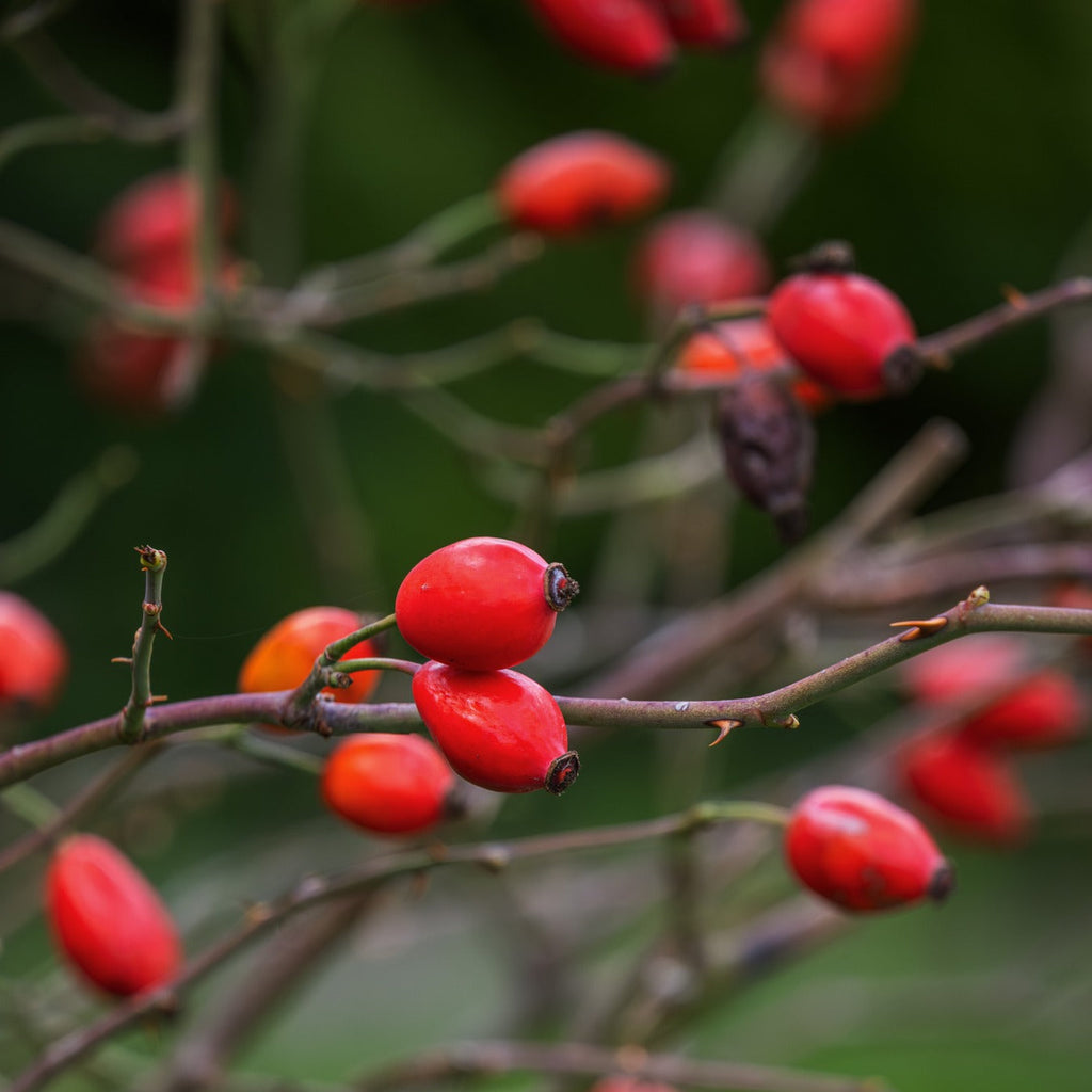 ROSEHIP SHELLS ORGANIC 200g Rosa canina