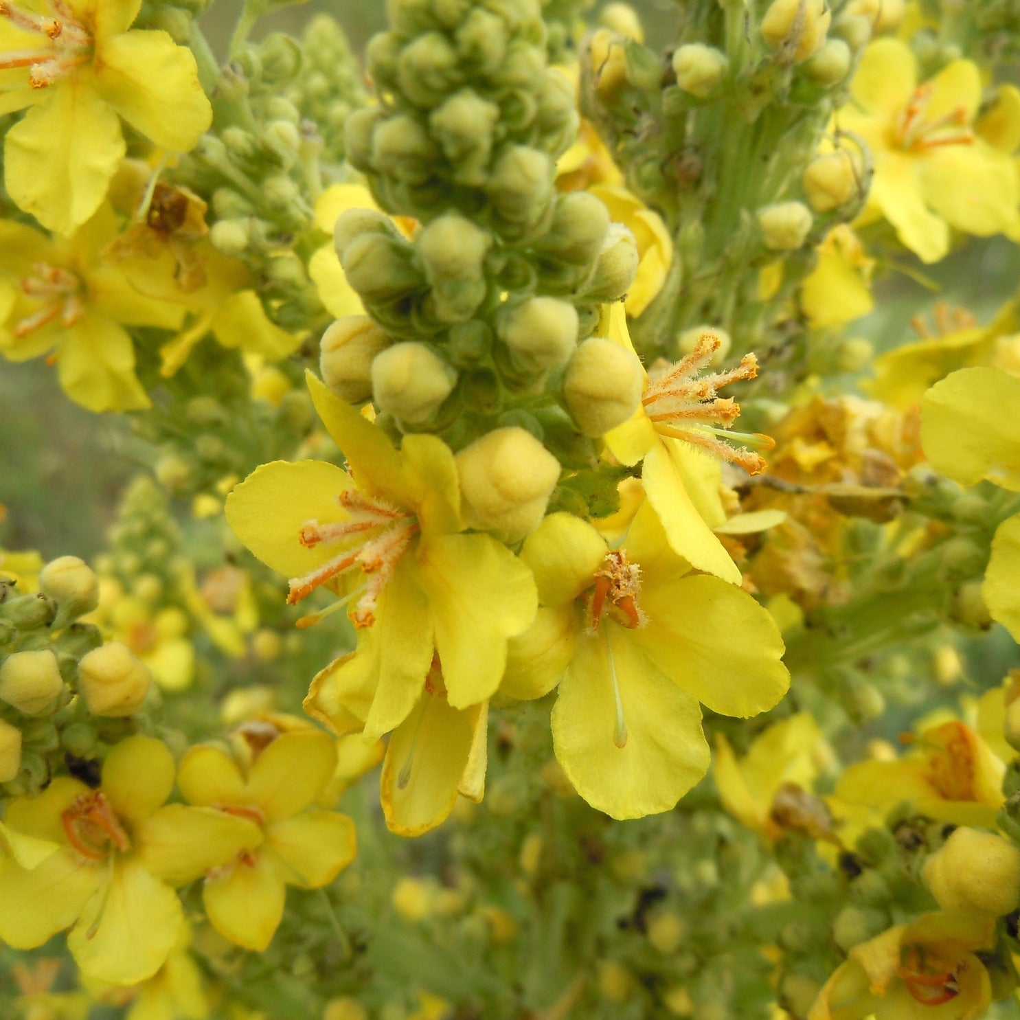 MULLEIN HERB PREMIUM HARVEST 50g Verbascum thapsis