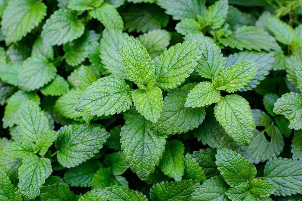 LEMON BALM ORGANIC 50g TEA BAG CUT Melissa officinalis