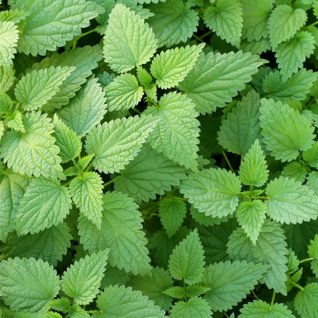 STINGING NETTLE LEAF WILDCRAFTED 50g Urtica dioica