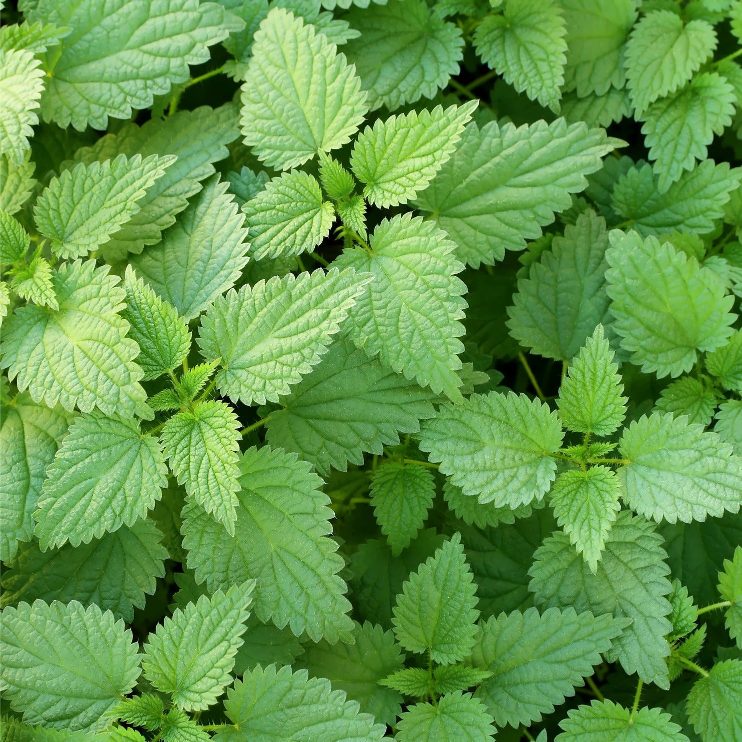 STINGING NETTLE LEAF WILDCRAFTED 50g Urtica dioica