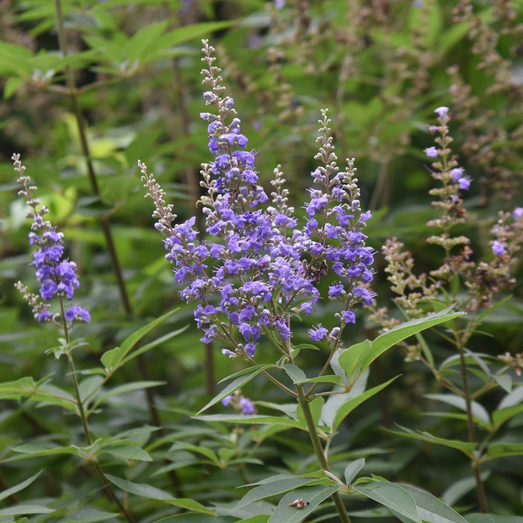 CHASTE TREE BERRY PREMIUM HARVEST 200g Vitex agnus castus