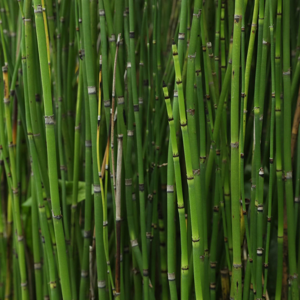 HORSETAIL HERB PREMIUM HARVEST 100g Equisetum arvense