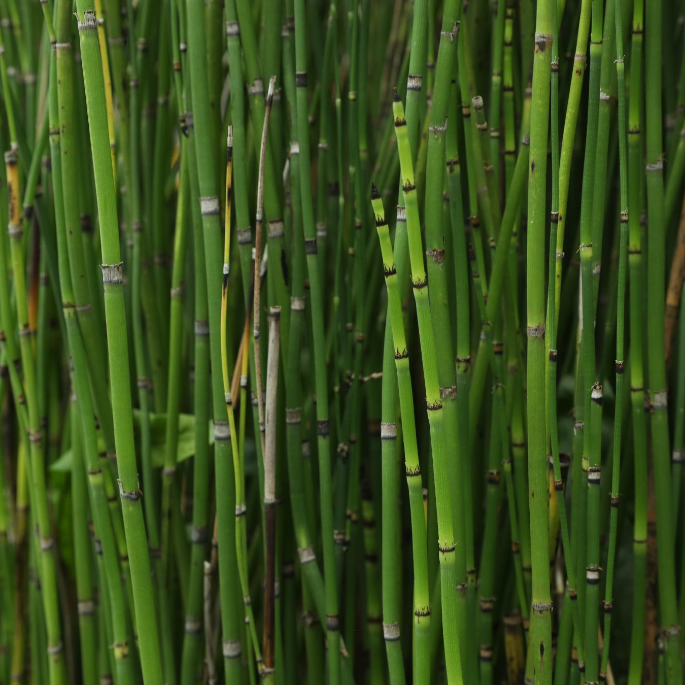HORSETAIL HERB PREMIUM HARVEST 100g Equisetum arvense