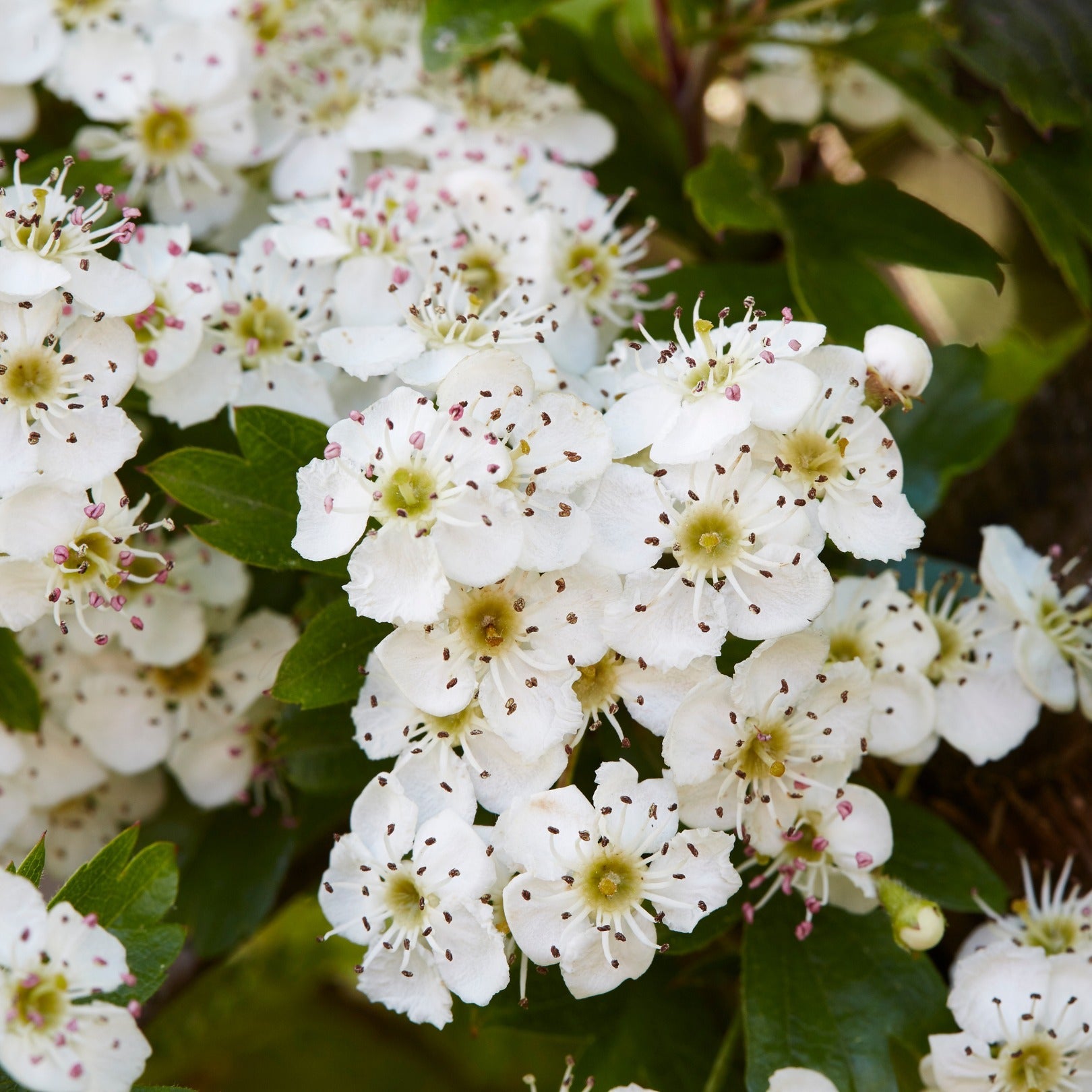 HAWTHORN LEAF / FLOWER WILDCRAFTED 100g Cratagus monogyna