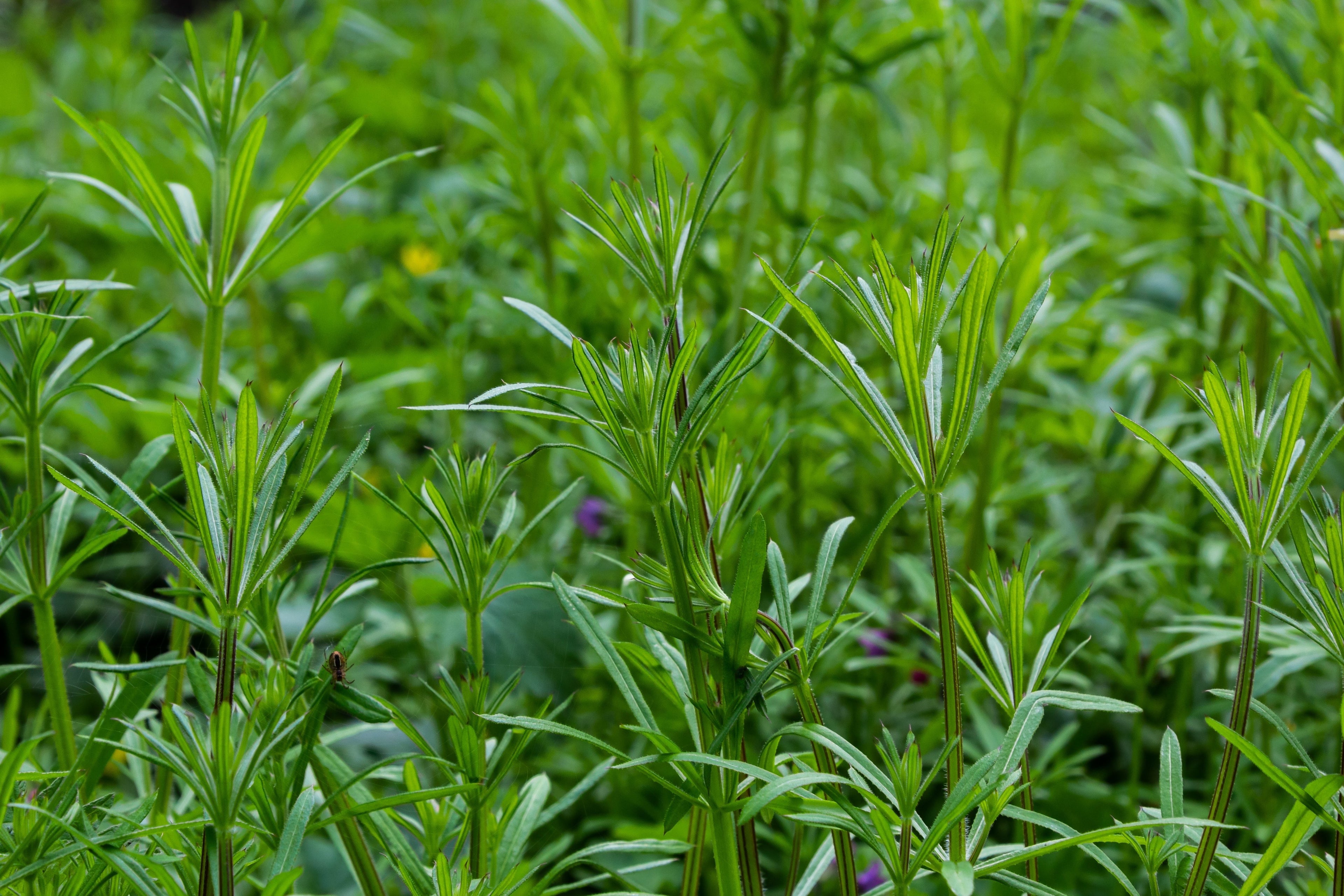 CLEAVERS / BEDSTRAW ORGANIC 100g Galium aparine.