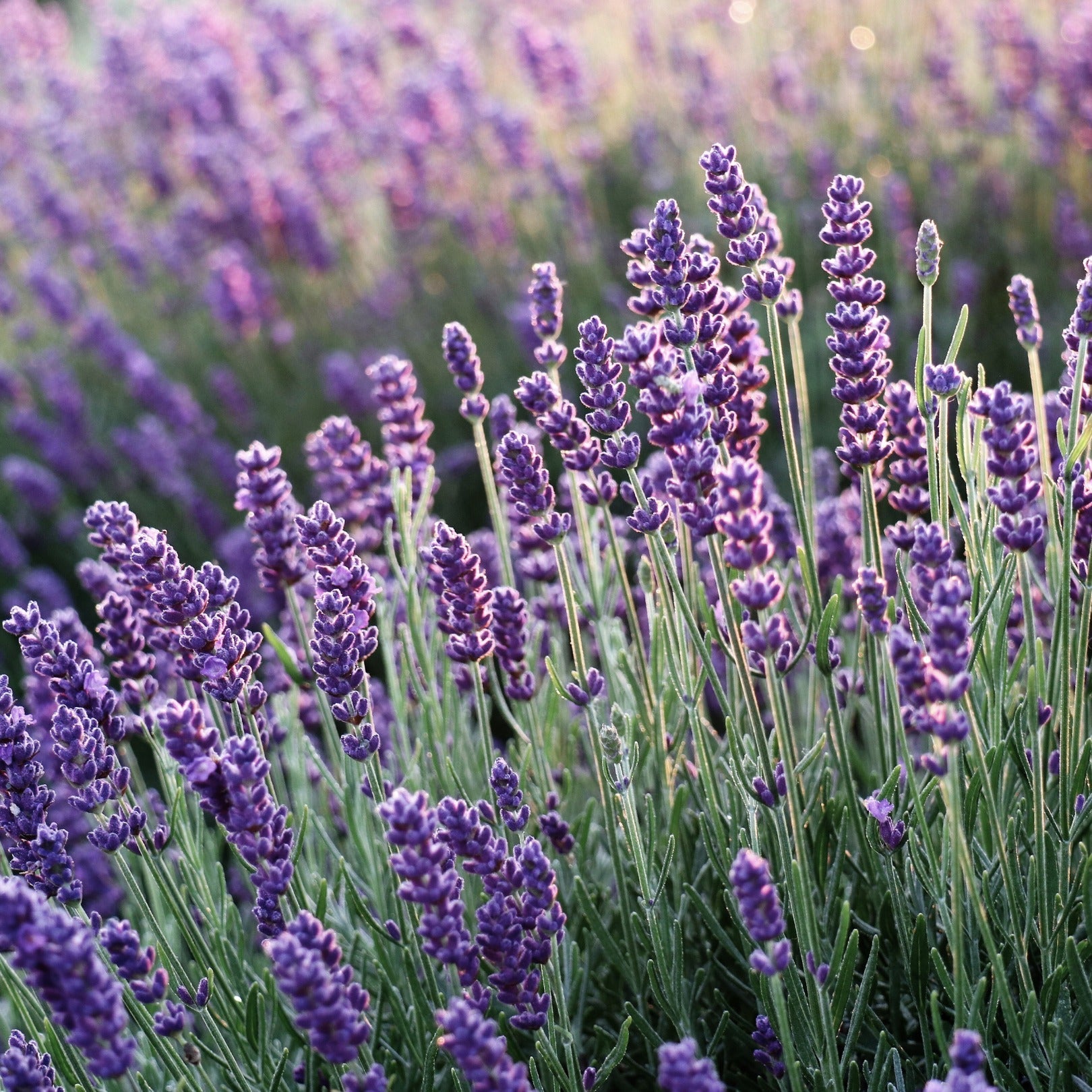 LAVENDER FLOWERS SUPER BLUE 100g Lavendula angustifolia