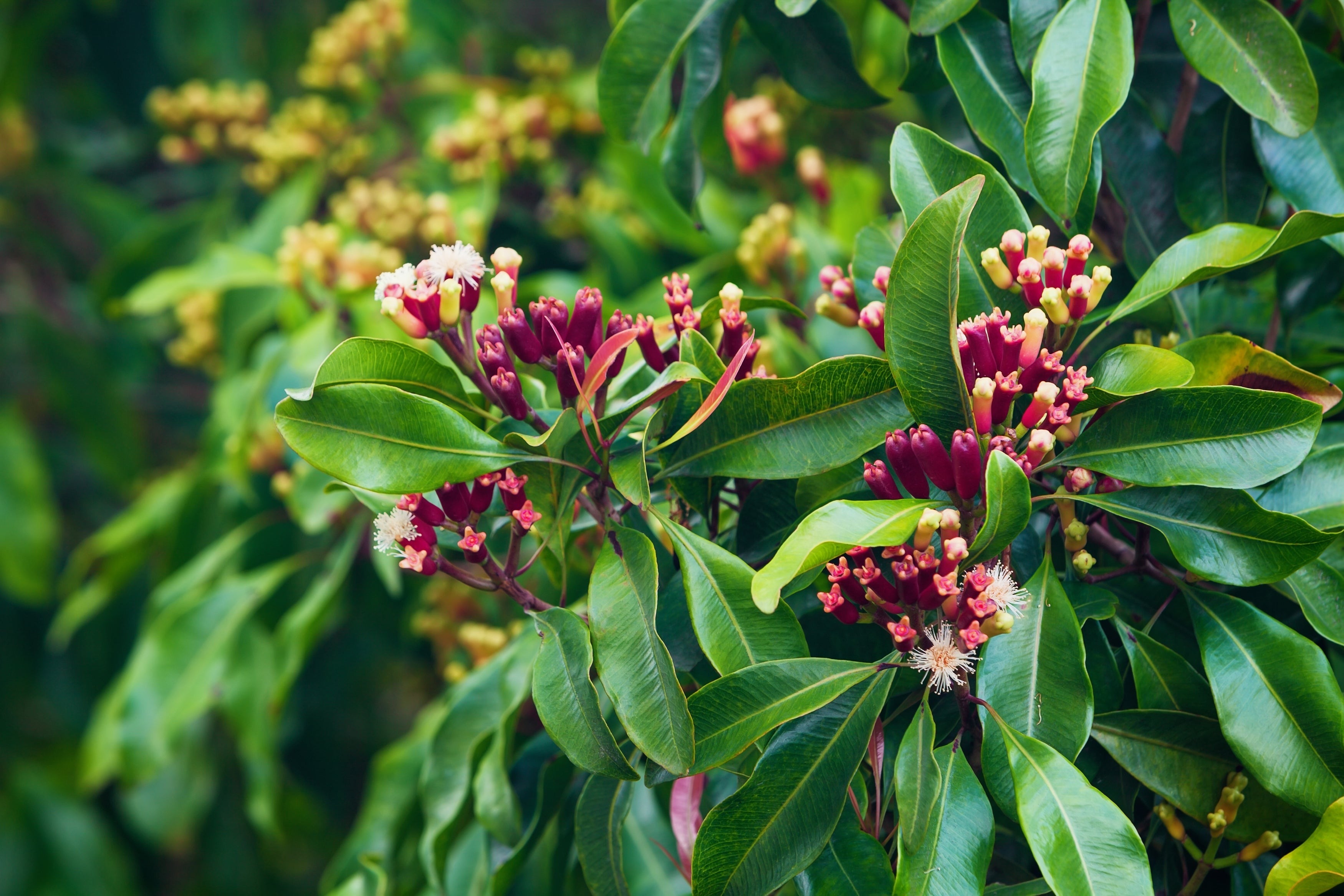 CLOVE BUDS ORGANIC 200g Syzygium aromaticum