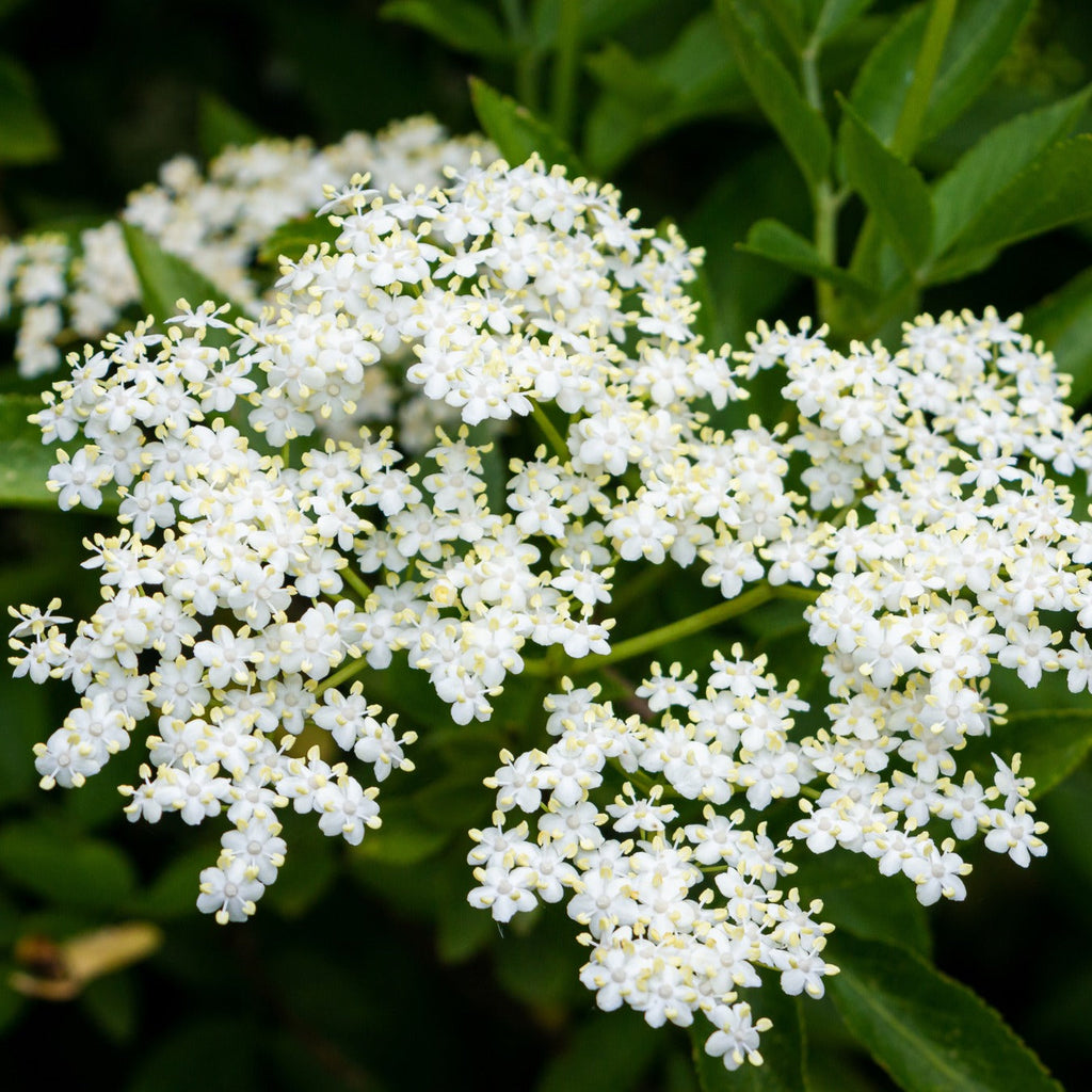 ELDERFLOWERS PREMIUM HARVEST 100g Sambuccus nigra