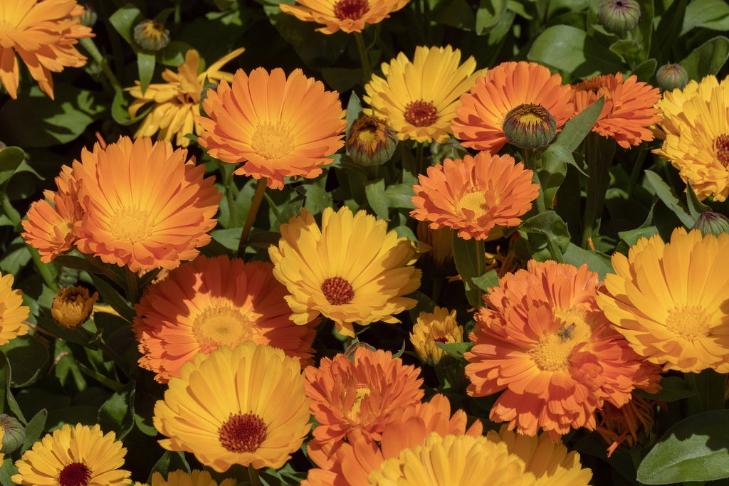 CALENDULA PETALS ORGANIC 50g Calendula officinalis