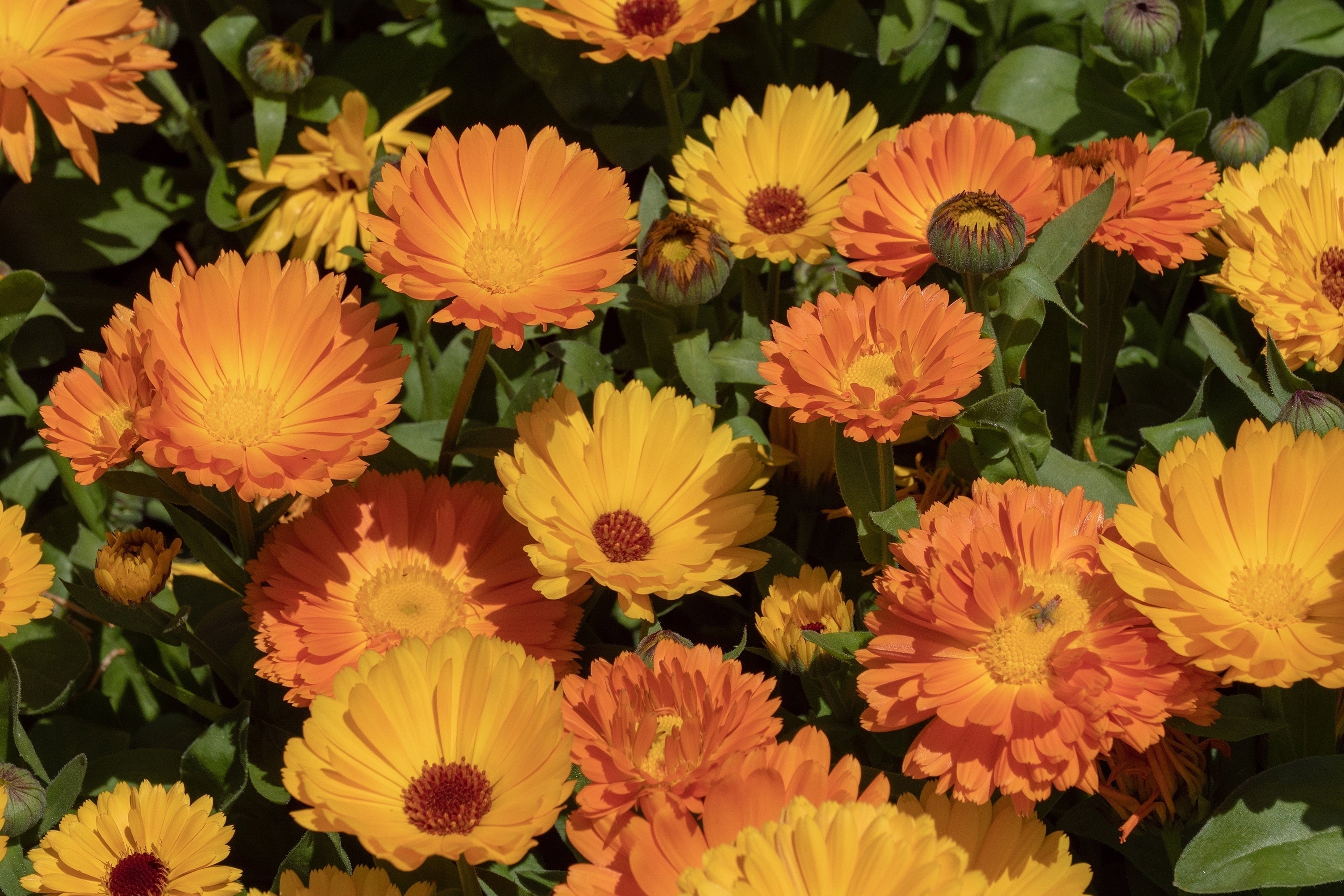 CALENDULA PETALS ORGANIC 50g Calendula officinalis
