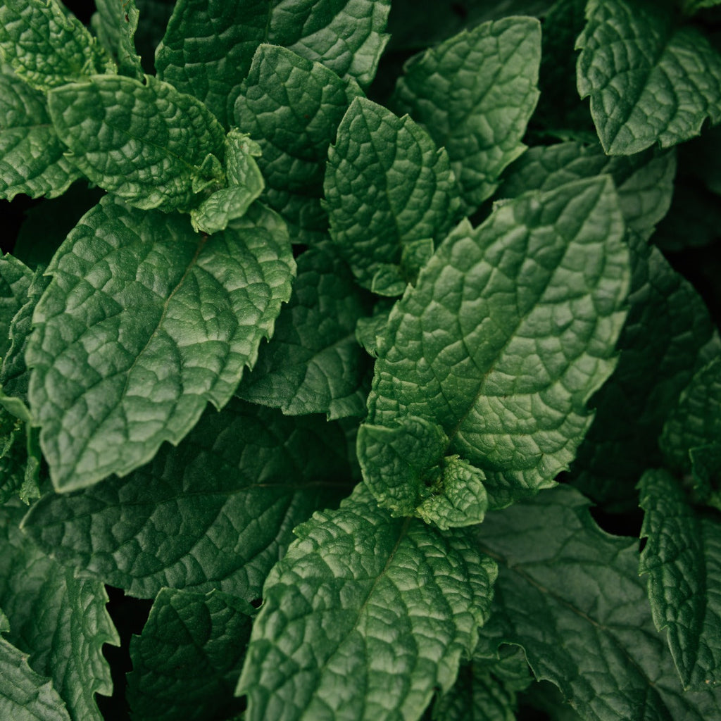 PEPPERMINT LEAF ORGANIC 50g Mentha piperita