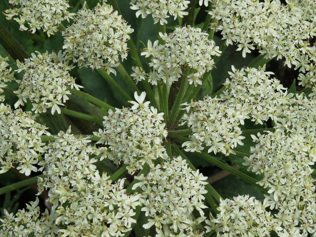 DONG QUAI ROOT ORGANIC 200g Angelica sinensis