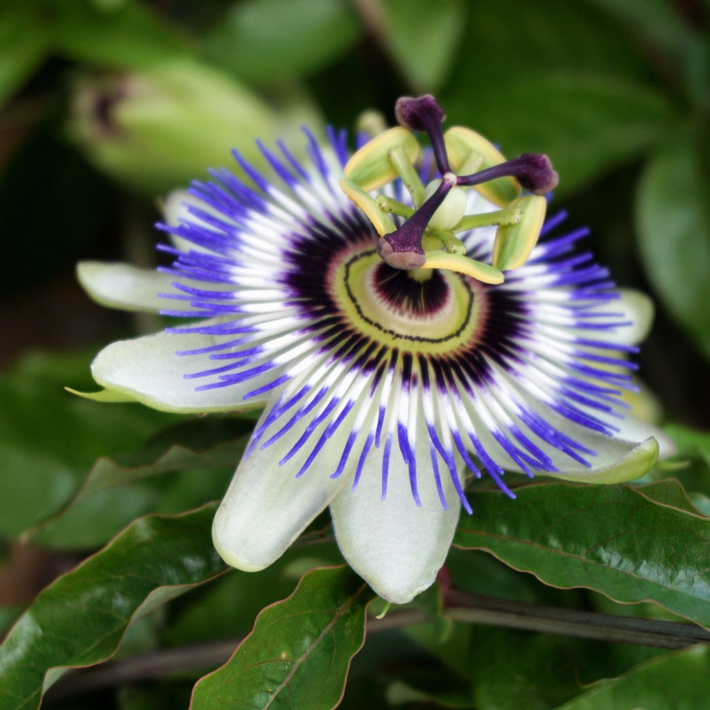 PASSIONFLOWER LEAF PREMIUM HARVEST 50g Passiflora incarnata