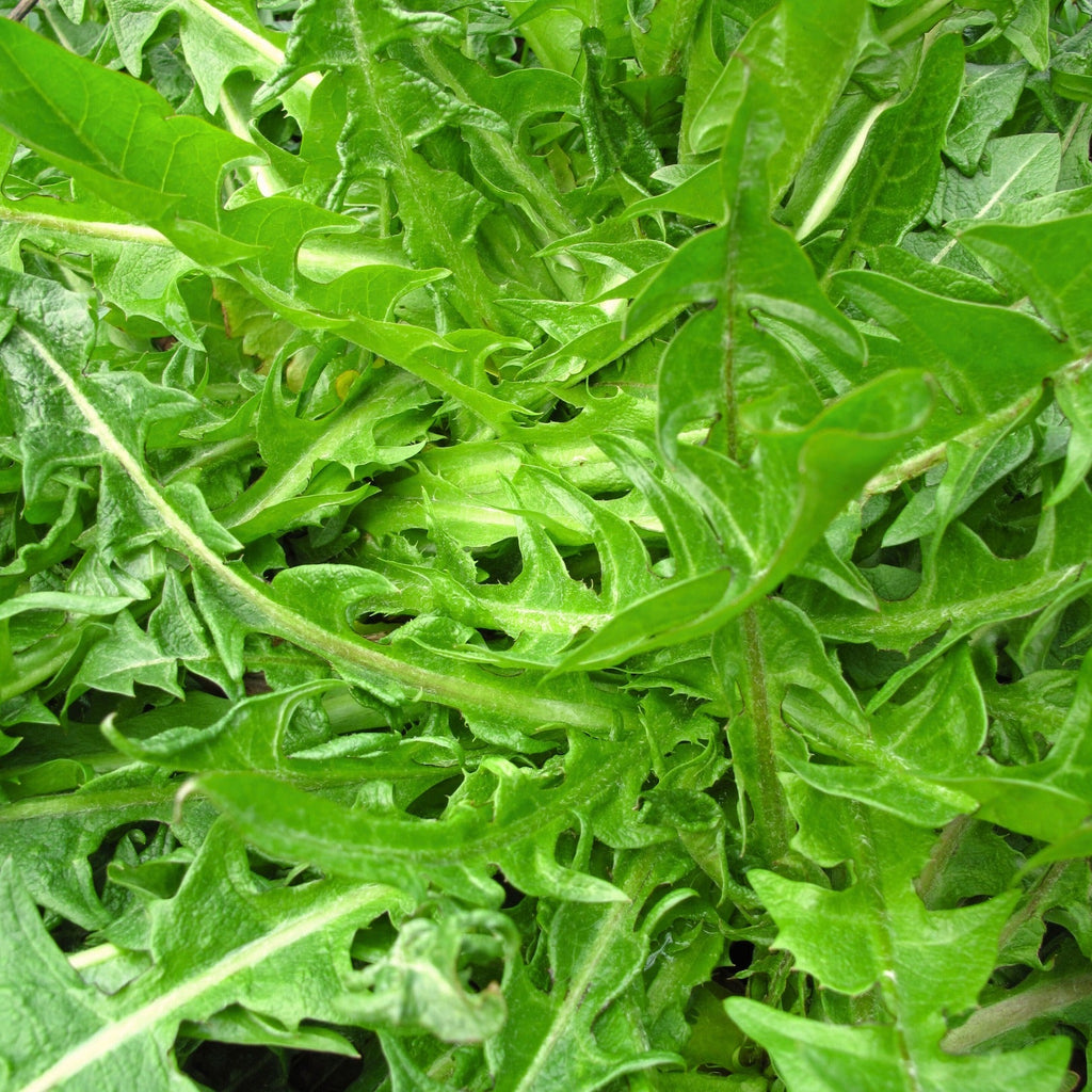 DANDELION LEAF ORGANIC 50g Taraxacum officinalis