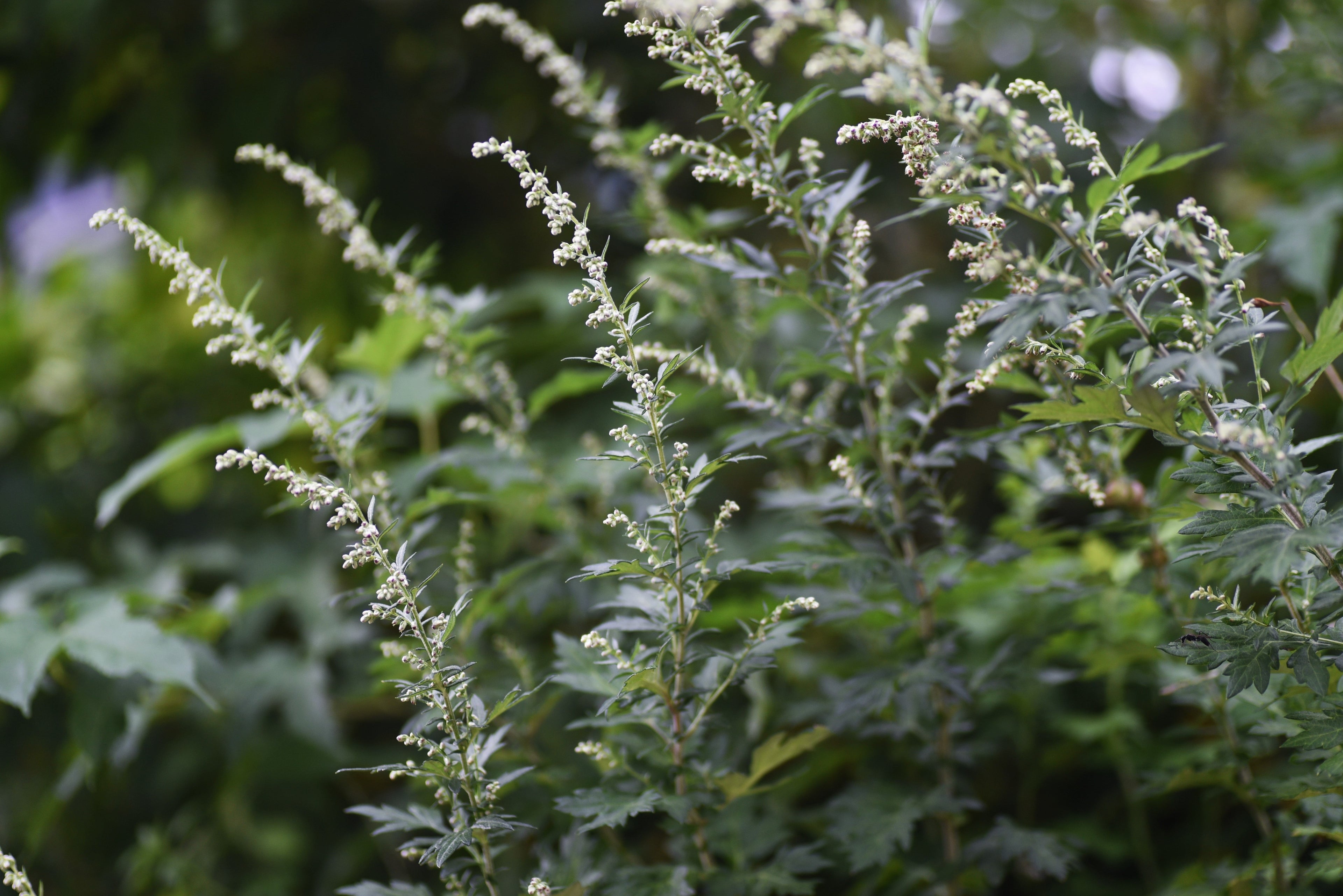 MUGWORT PREMIUM HARVEST 100g Artemesia vulgaris